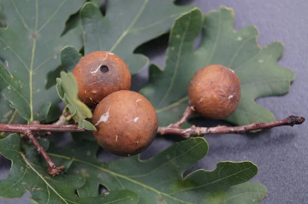 Cynips Quercusfolii Bolas Fel Folha Carvalho — Fotografia de Stock