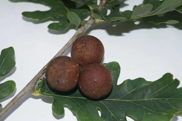 Cínidos Quercusfolii Bolas Hiel Hoja Roble —  Fotos de Stock