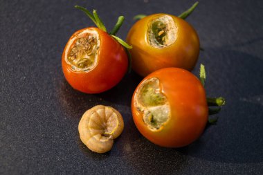 Sebze haşaratı Lacanobia Mamerta