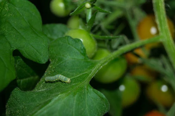 蔬菜害虫Lacanobia Mamerta — 图库照片