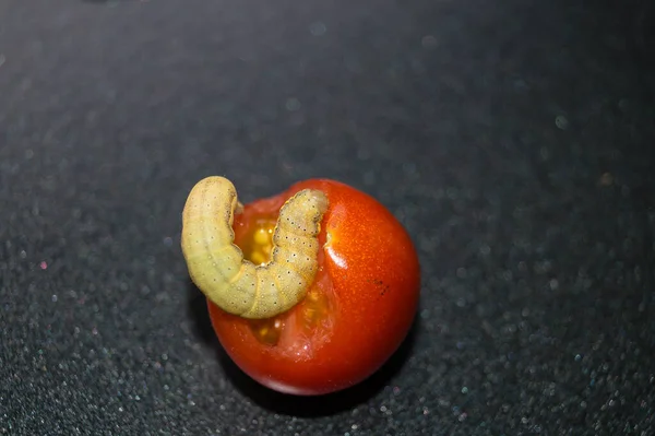 Verme Vegetal Lacanobia Mamerta — Fotografia de Stock