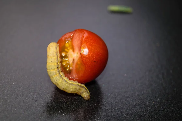 蔬菜害虫Lacanobia Mamerta — 图库照片