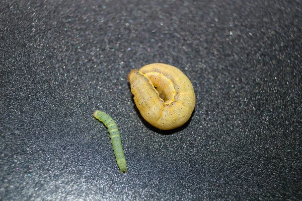 Las Alimañas Vegetales Lacanobia Mamerta — Foto de Stock