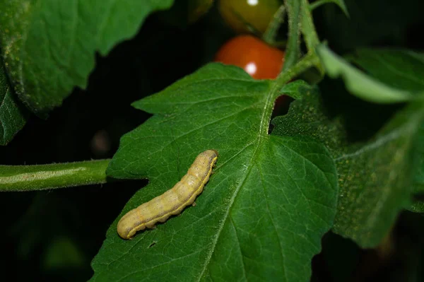 蔬菜害虫Lacanobia Mamerta — 图库照片