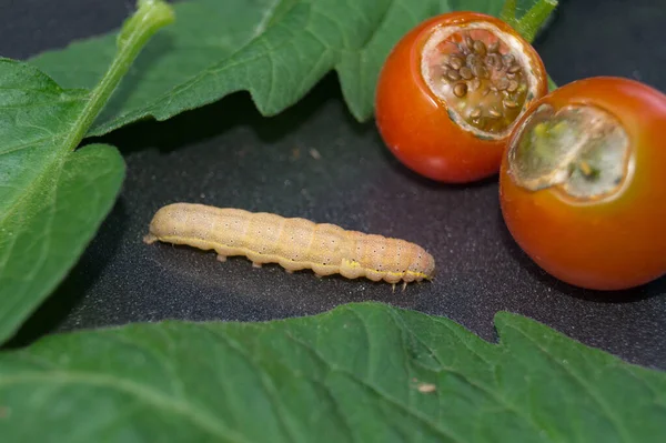 蔬菜害虫Lacanobia Mamerta — 图库照片