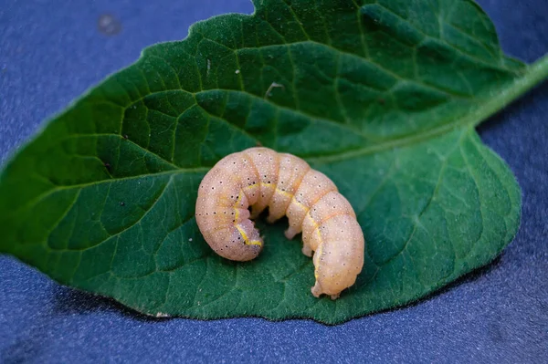 蔬菜害虫Lacanobia Mamerta — 图库照片