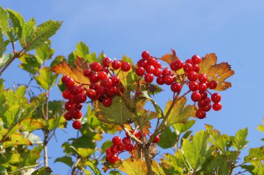 Viburum kırmızı meyveleri.