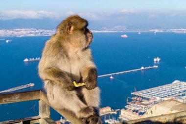 Magot Barbar Maymunları Gibraltar 'daki Sylvanus Macaca maymunu