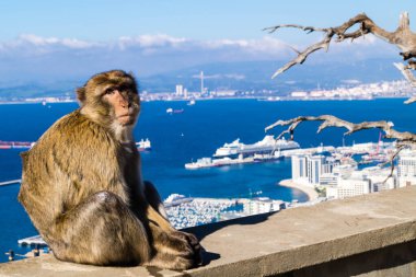 Magot Barbar Maymunları Gibraltar 'daki Sylvanus Macaca maymunu