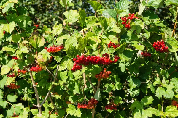 Κόκκινα Μούρα Viburnum — Φωτογραφία Αρχείου