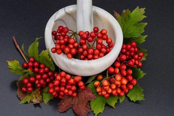 Viburnum Red Berries — Stock Photo, Image