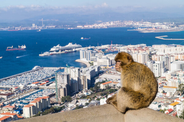 Magot Barbary Monkeys sylvanus macaca ape в Гибралтаре