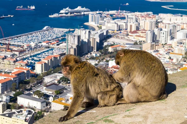 Magot Barbar Maymunları Gibraltar Daki Sylvanus Macaca Maymunu — Stok fotoğraf