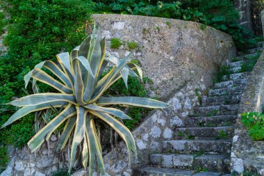 Cebelitarık maymunları Akdeniz 'de sallanıyor.