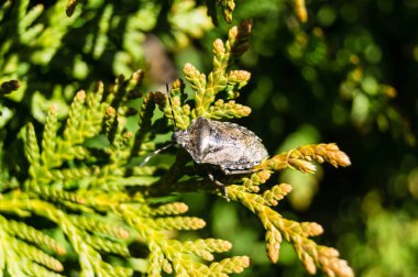 Gri bahçe böceği RaphigasterNebulosa