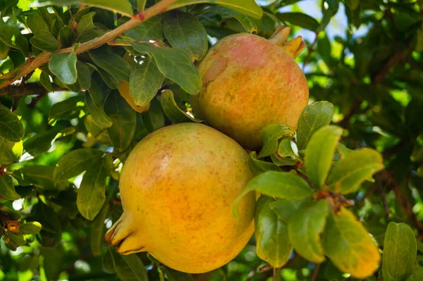 Granátové Jablko Strom Ovocem — Stock fotografie