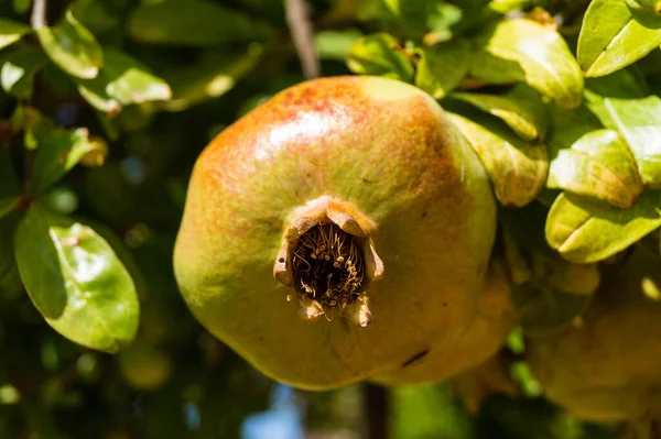 Granatapfelbaum Mit Früchten — Stockfoto