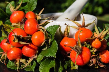Gül kalçası ya da köpek gülü