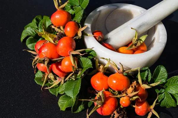 Rose Hip Dog Rose — Stock Photo, Image