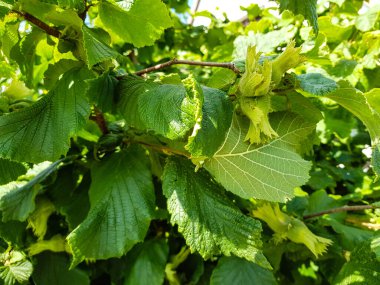 Fındık ağacının meyveleri