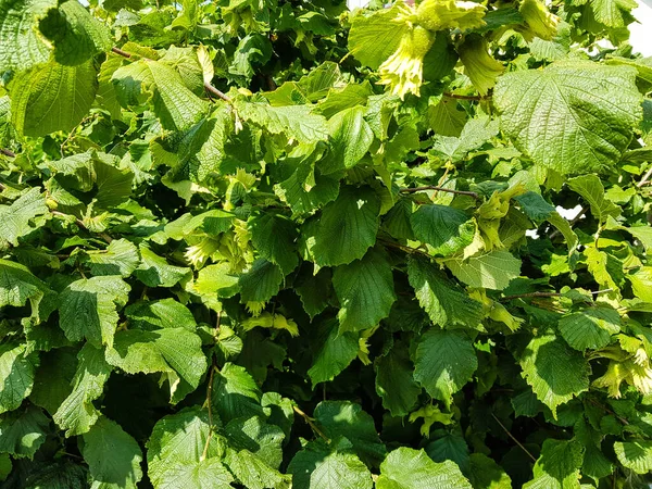 Frutta Albero Noce — Foto Stock