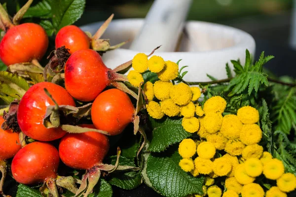 Annual Autumn Decoration — Stock Photo, Image