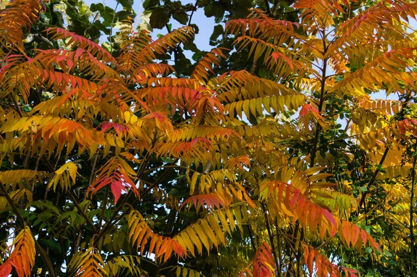 Bunte Blätter Herbst — Stockfoto