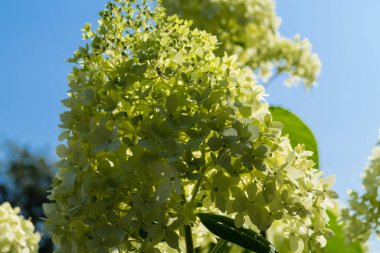 Romantik hortensiya çiçeği