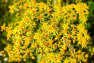 yellow flowering plant at the edge of the field clipart