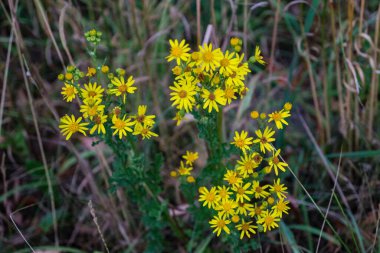 Arazinin kenarındaki sarı çiçekli bitki.