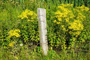 yellow flowering plant at the edge of the field clipart