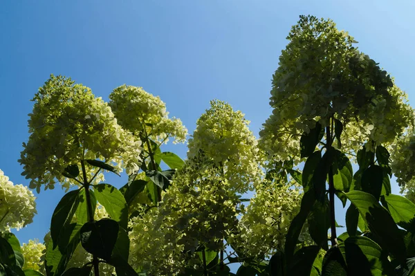 罗曼蒂西亚花 — 图库照片