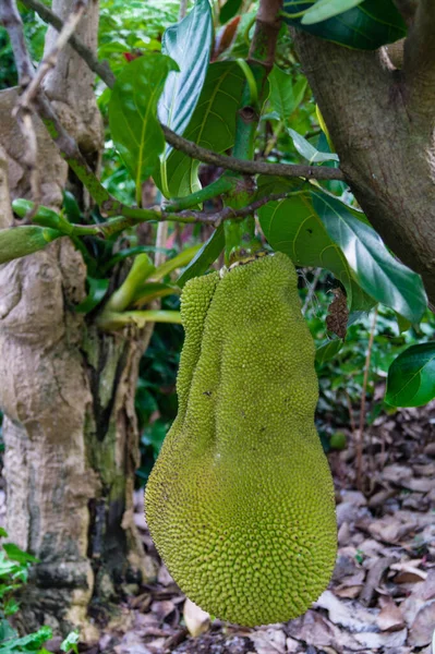 Vruchtboom Van Jack Artocarpus Heterophyllus — Stockfoto