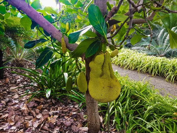 Árvore Fruto Jack Artocarpus Heterophyllus — Fotografia de Stock