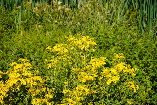 Gele Bloeiende Plant Aan Rand Van Het Veld — Stockfoto