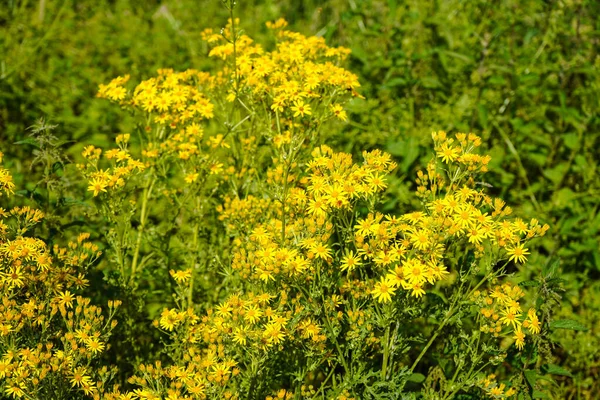田边的黄色开花植物 — 图库照片