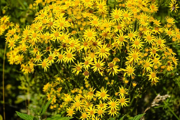 田边的黄色开花植物 — 图库照片