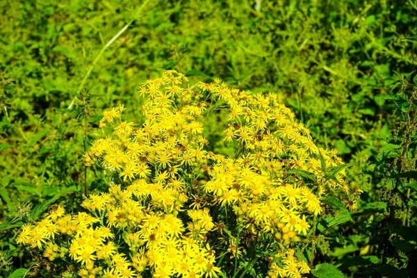 田边的黄色开花植物 — 图库照片