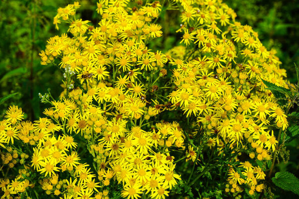 желтое цветущее растение на краю поля