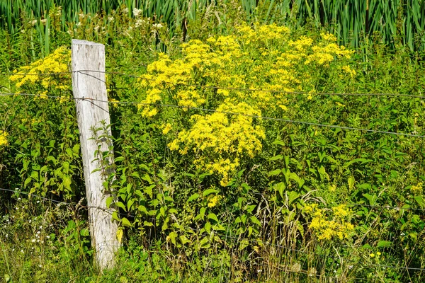 Gelb Blühende Pflanze Feldrand — Stockfoto