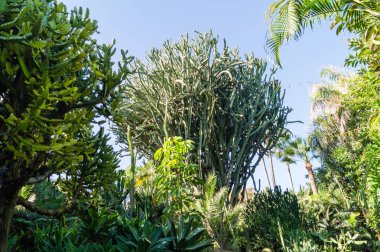 Kaktüs bitkileri kanarya adalarında