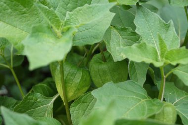 Portakal meyveli Physalis Peruviana.