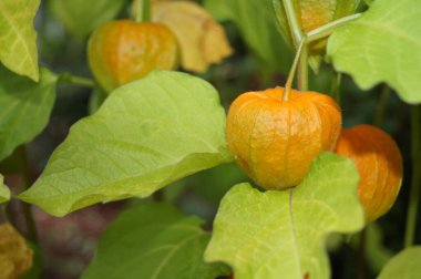 Portakal meyveli Physalis Peruviana.