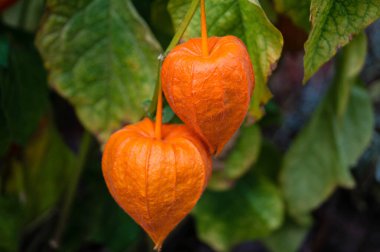 Portakal meyveli Physalis Peruviana.