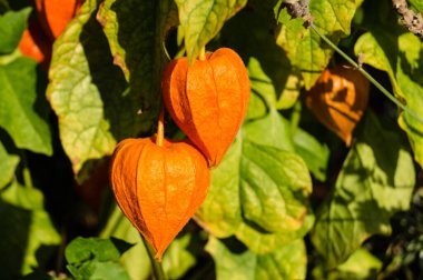 Portakal meyveli Physalis Peruviana.