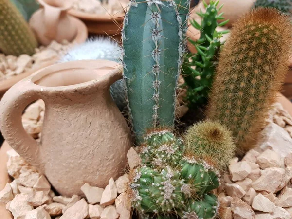 Plantas Cacto Nas Ilhas Canárias — Fotografia de Stock