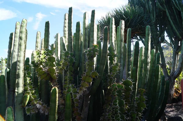 Plantas Cacto Nas Ilhas Canárias — Fotografia de Stock