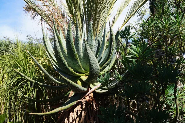Cactusplanten Canarische Eilanden — Stockfoto