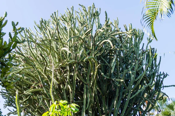 Plantas Cacto Nas Ilhas Canárias — Fotografia de Stock