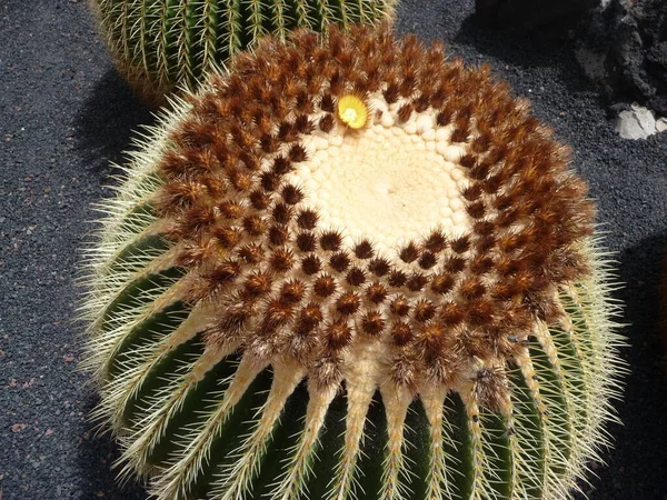 Piante Cactus Alle Isole Canarie — Foto Stock